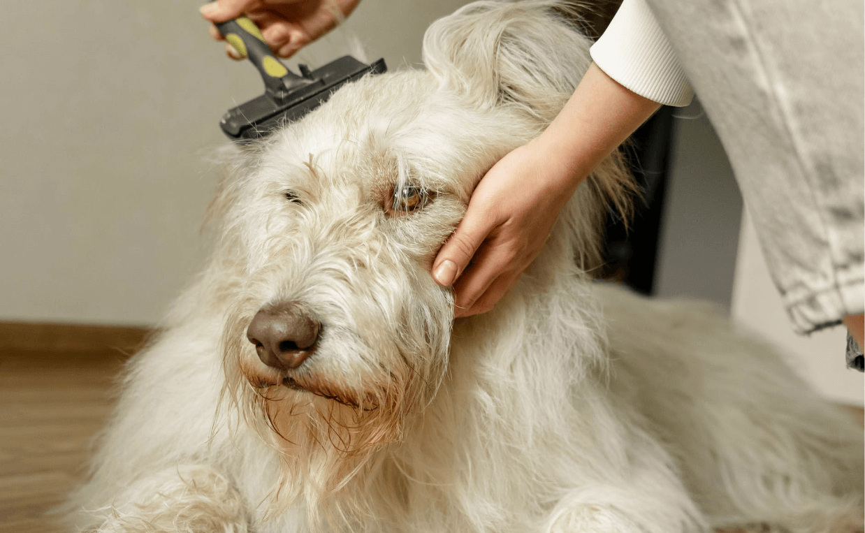 DOG STRESSED GROOMING