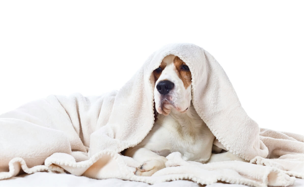 10 Foods to Feed Your Dog When Sick with an Upset Stomach