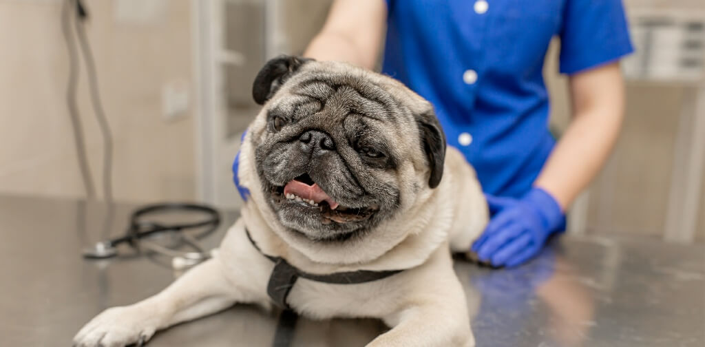 What is Distemper in Dogs and How Is It Treated? Canine Campus Dog