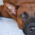 How to Help Your Dog Recover from Illness or Surgery