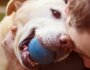 8 Ways to Make Your Dog's Life Happier
