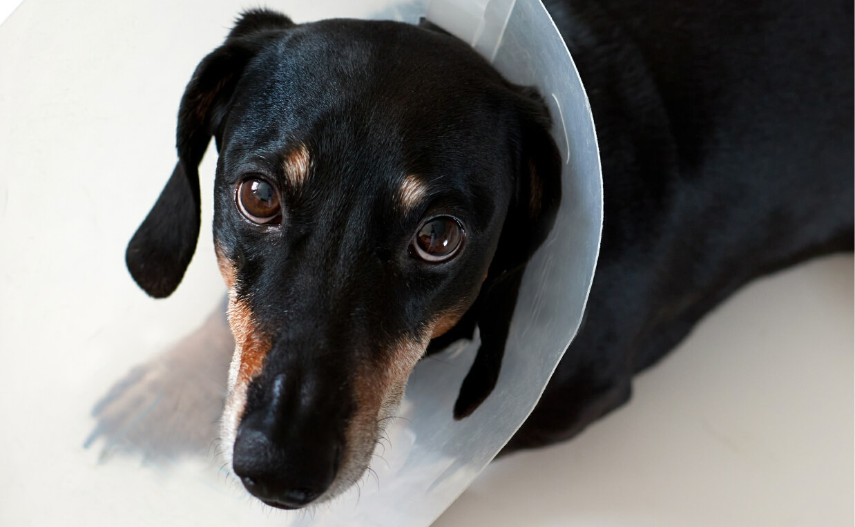 DASCHUND WEARING CONE