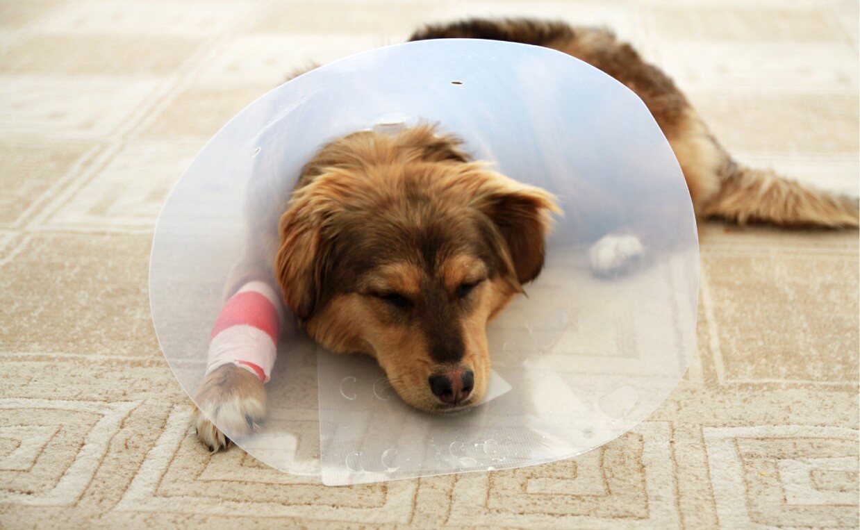 DOG WEARING BANDAGES AND CONE RESTING