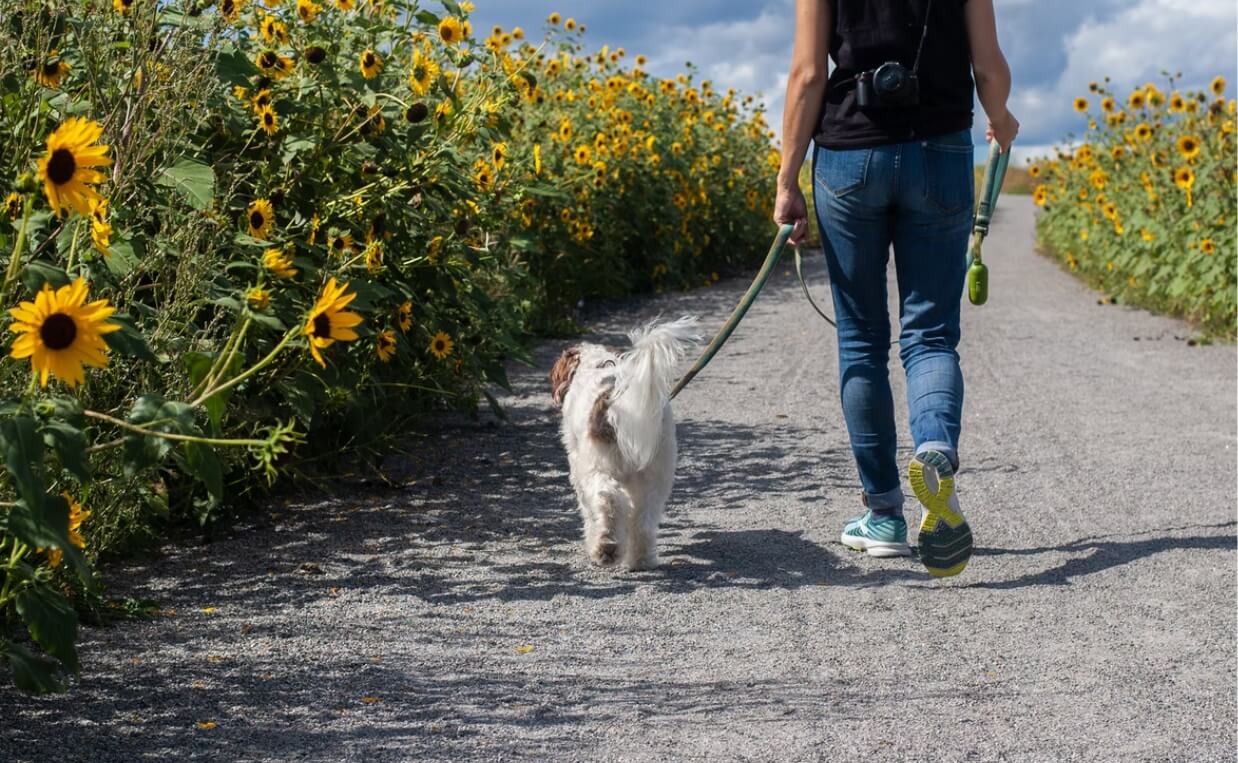 WALKING DOG NEXT TO DAISY FIELD HELP DOG RECOVER