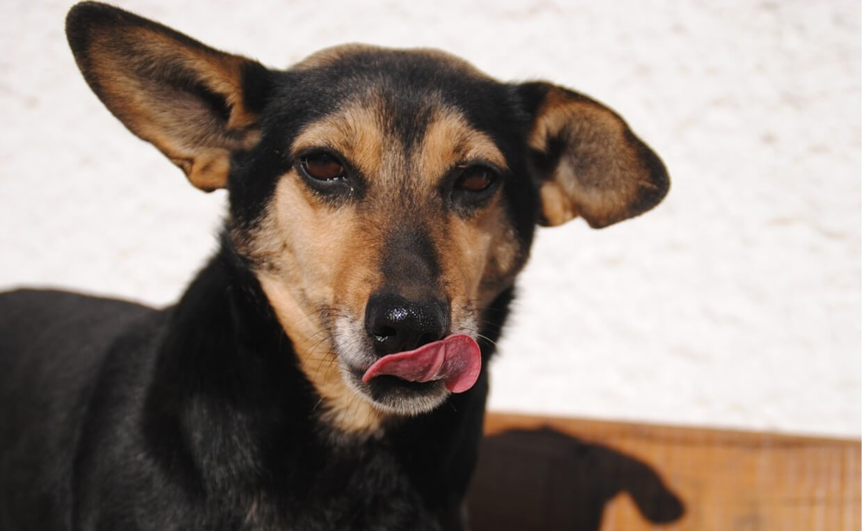 dog licking chops wants to eat nuts