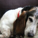 How to Recognize and Manage Cognitive Dysfunction in Aging Dogs