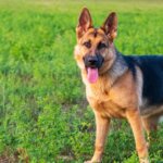 6 Reasons Your Dog Ignores Your Commands Outside