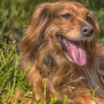 Tick-Borne Diseases in Dogs – Symptoms and Treatment