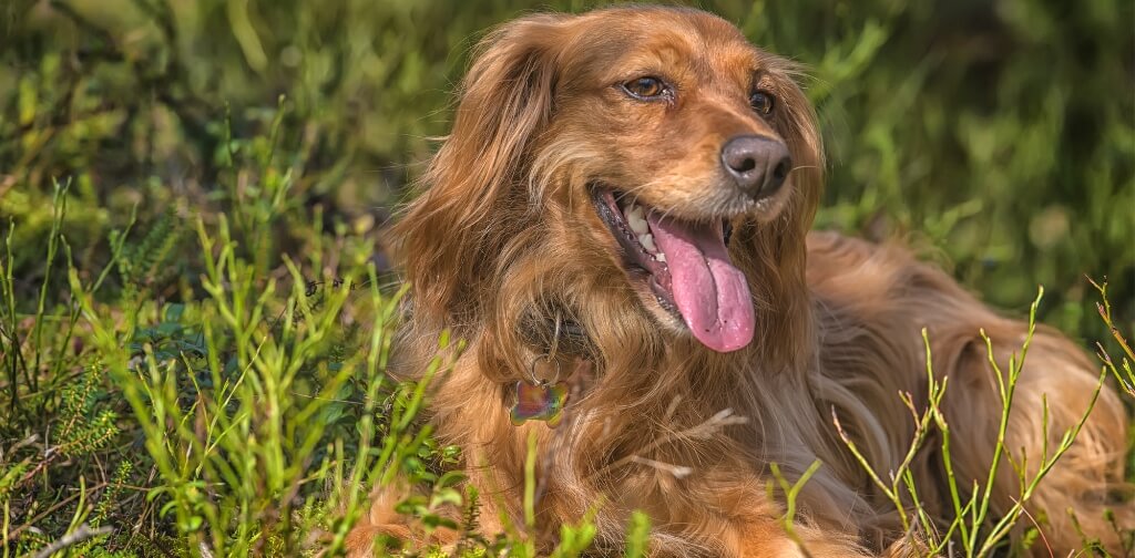 TickBorne Diseases in Dogs Symptoms and Treatment Canine Campus