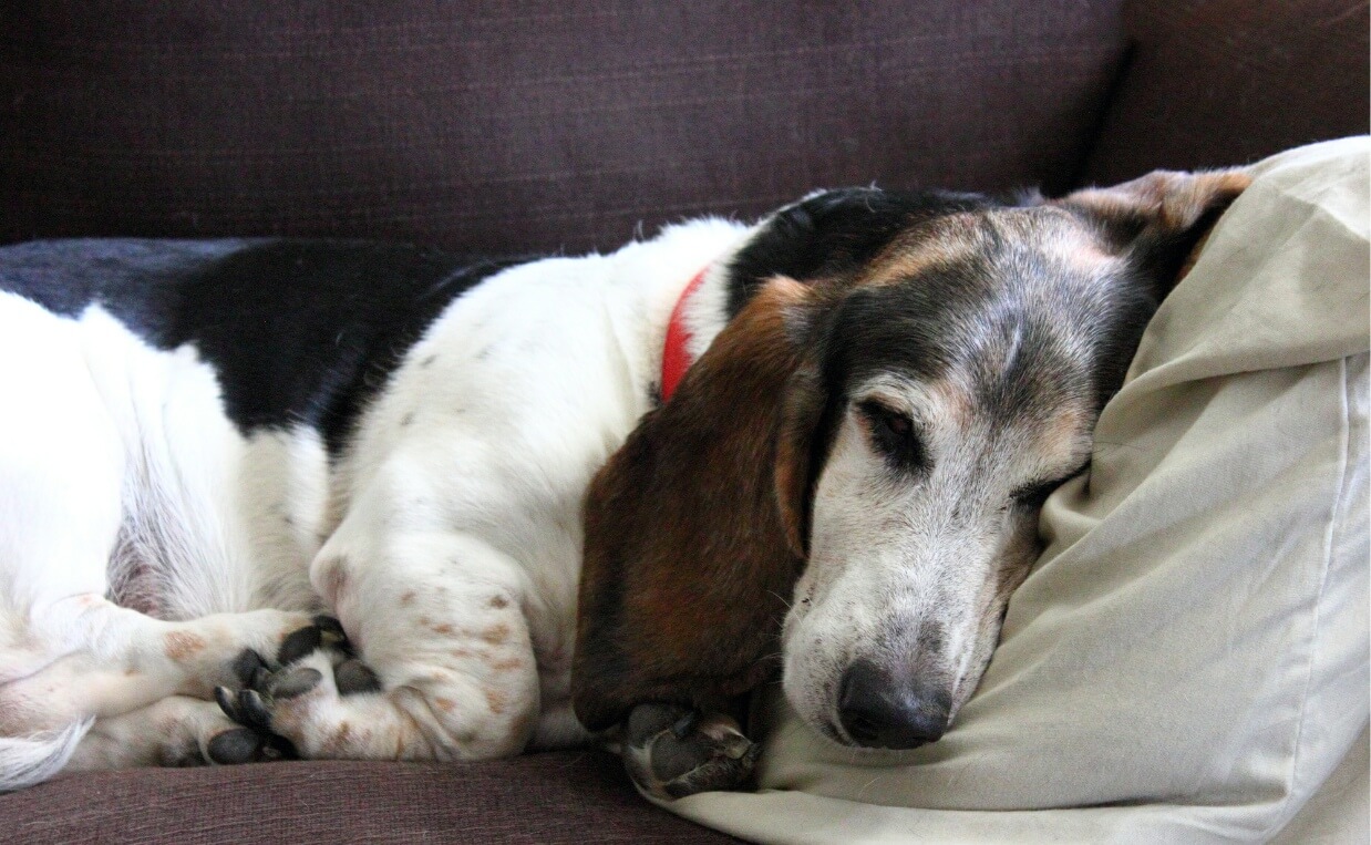 How to Recognize and Manage Cognitive Dysfunction in Aging Dogs