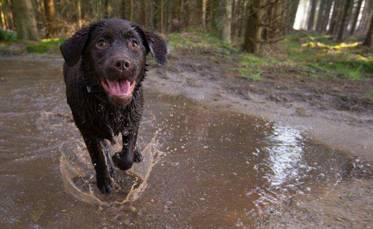 IGNORES COMMANDS OUTSIDE chocolate lab running through water