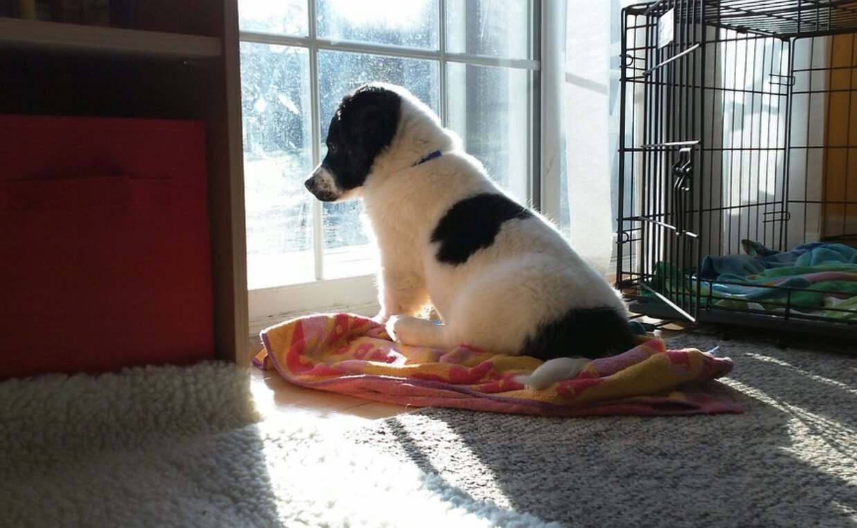 IGNORES COMMANDS OUTSIDE puppy ignoring command to get into crate looking out the window
