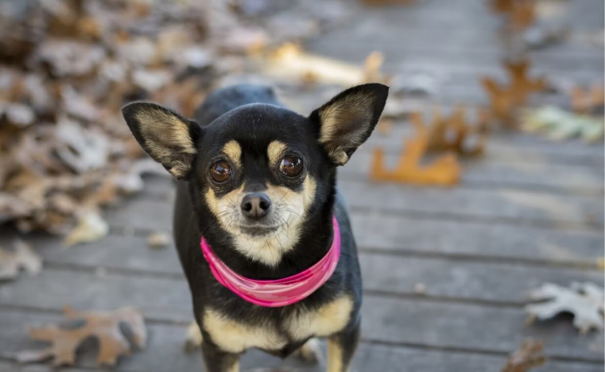  SMALL BREED CHIHUAHUA