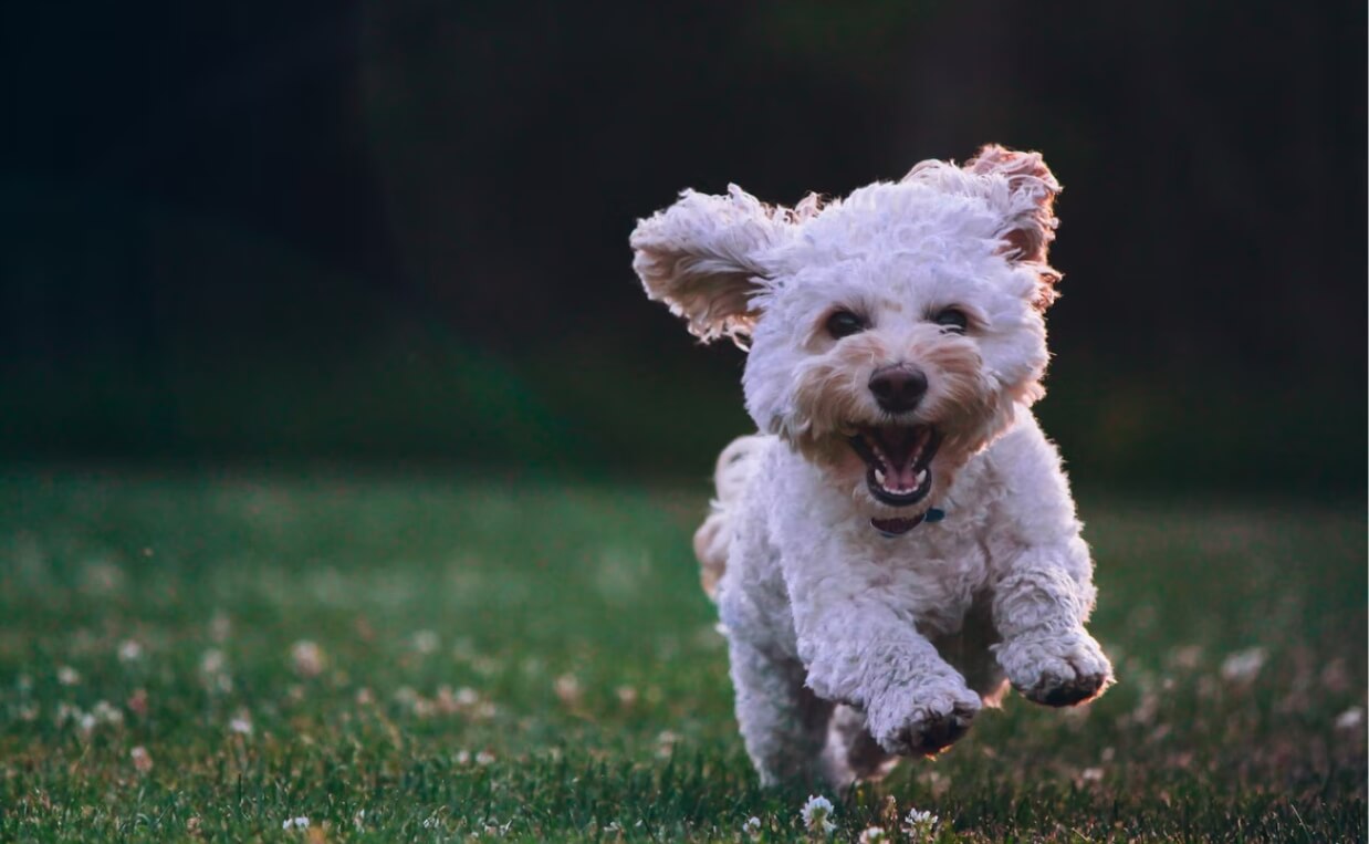 SMALL BREED COCKAPOO RUNNING IN GRASS