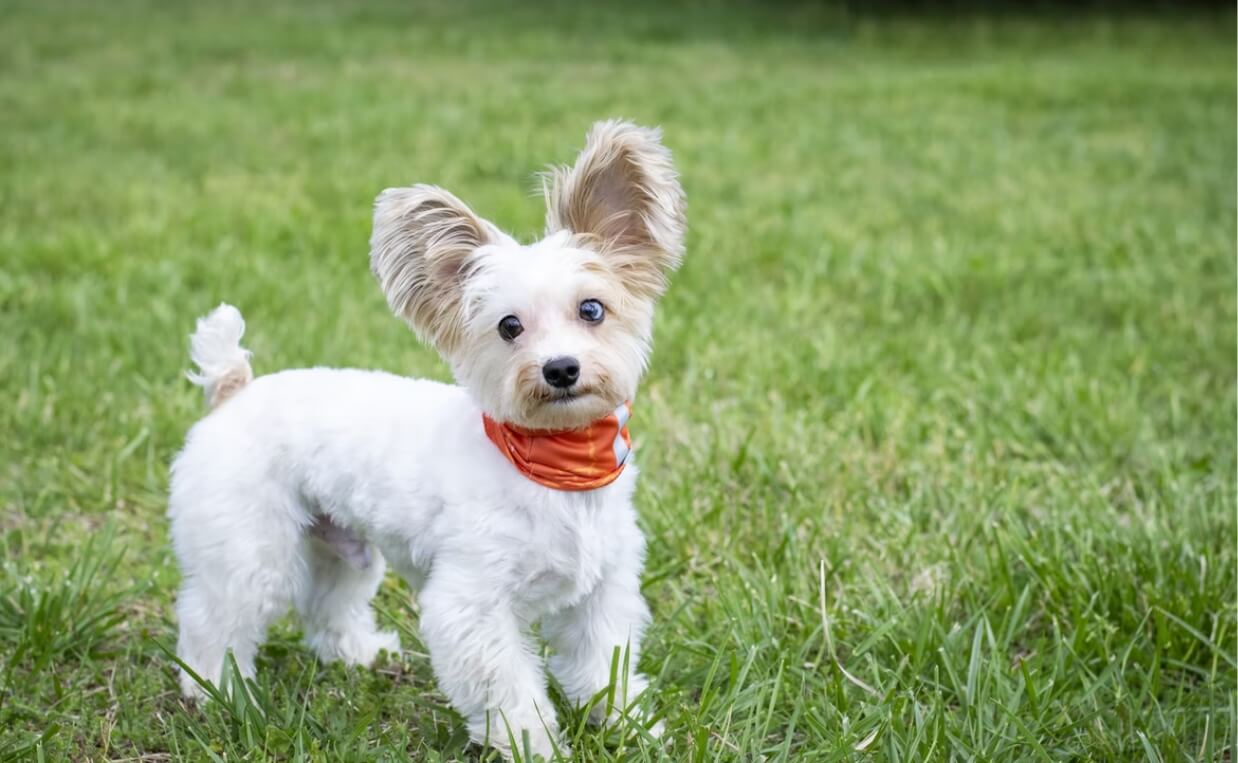 SMALL BREED COCKAPOO WEARING SCARF