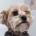 10 Most Common Health Concerns in Small Breed Dogs