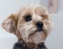 10 Most Common Health Concerns in Small Breed Dogs