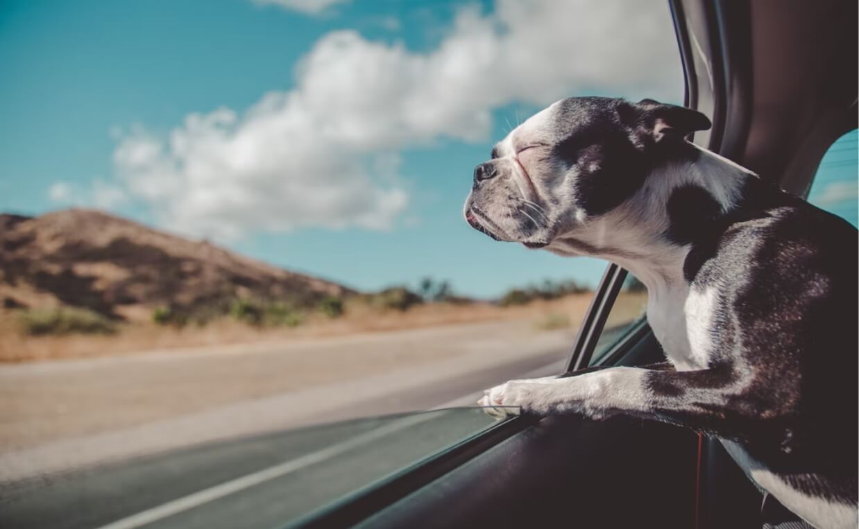 SMALL BREED FRENCH BULLDOG HEAD OUT CAR WINDOW