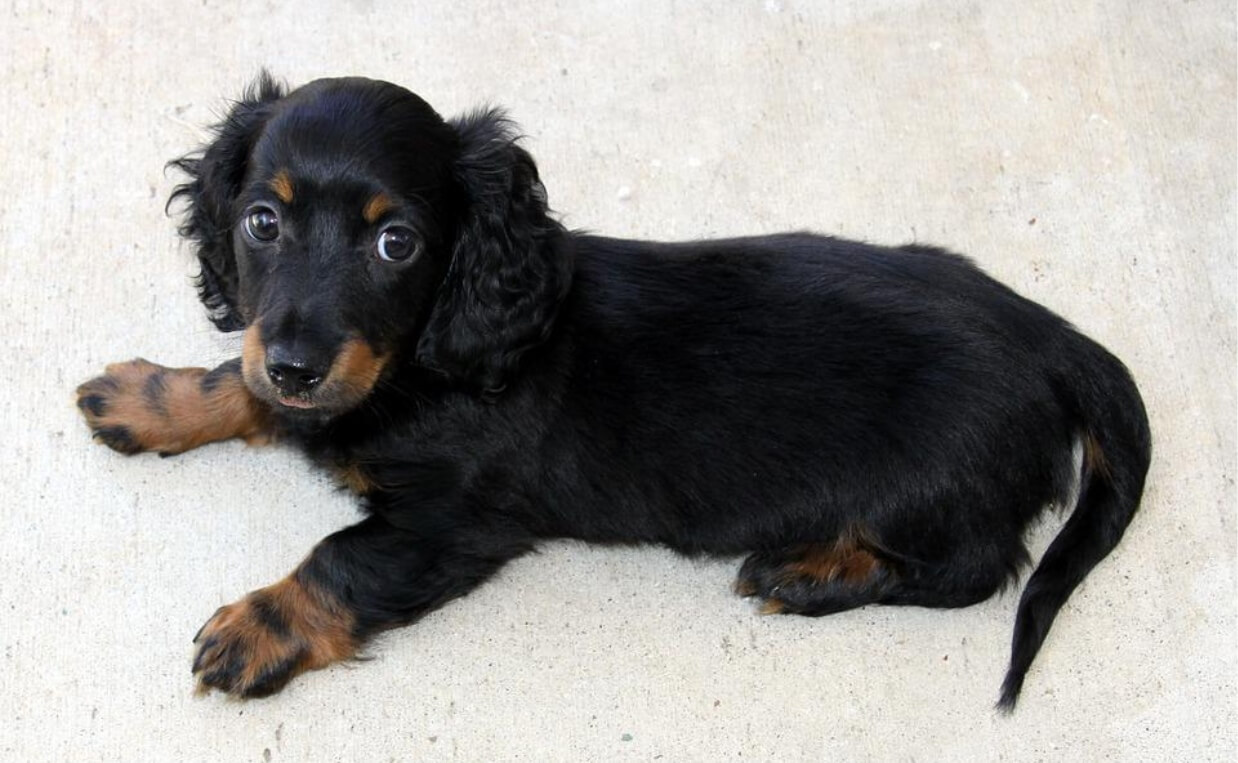 SMALL BREED LONG HAIRED DASCHUND