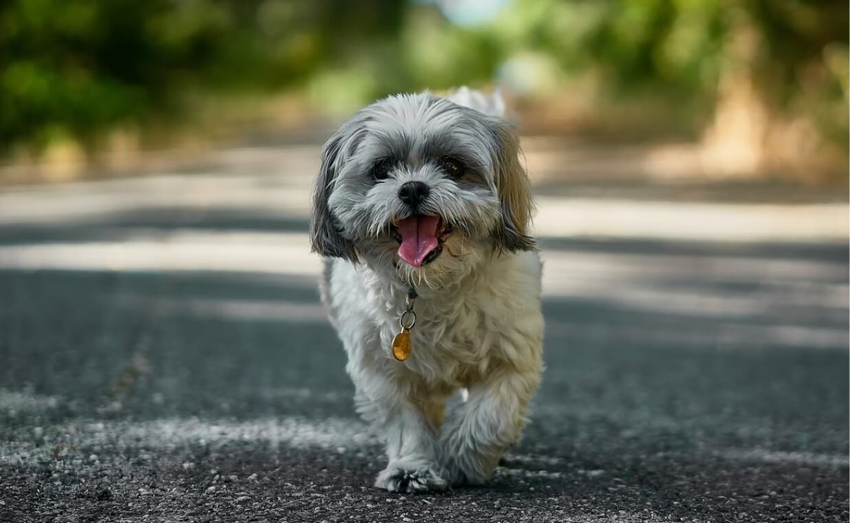 SMALL BREED SHIH TSU WALKING ON ROAD