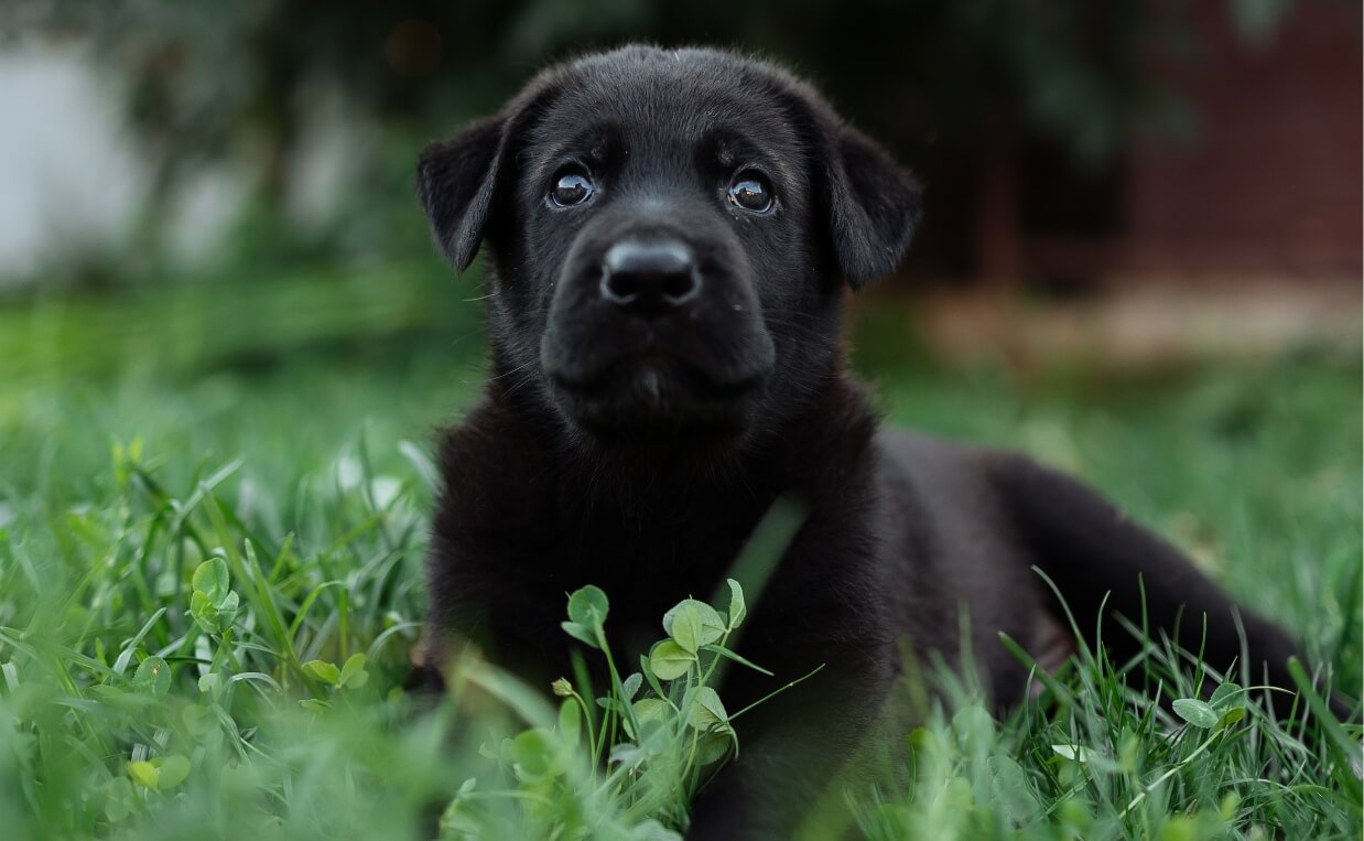 TICK-BORNE DISEASES cane corso puppy in grass