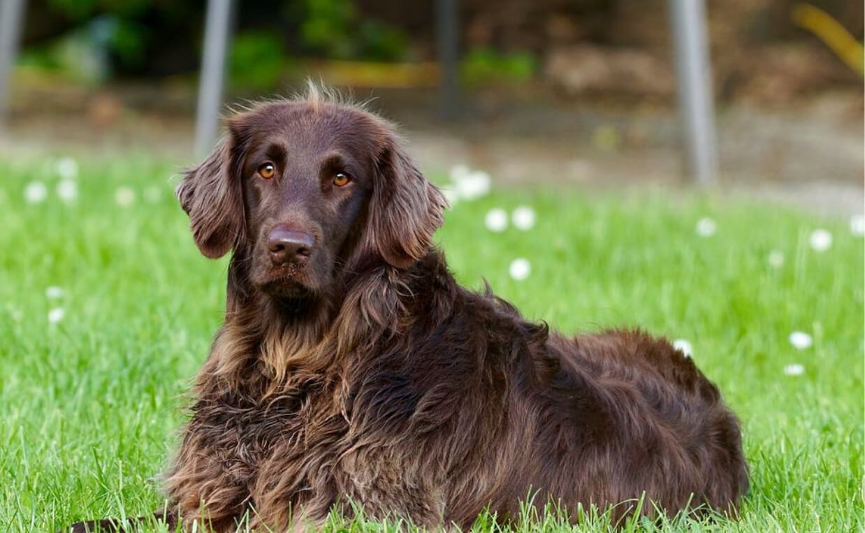 TICK-BORNE DISEASES german shorthaired pointer