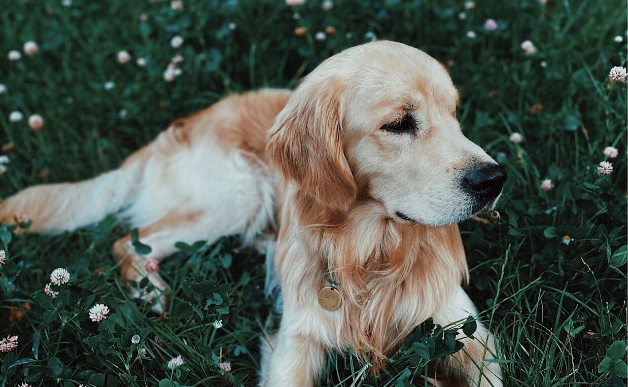 TICK-BORNE DISEASES golden retriever in flowers and grass