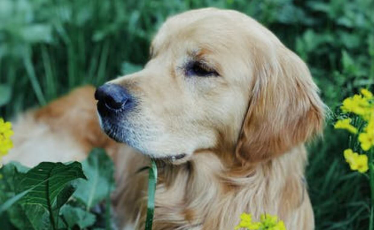 TICK-BORNE DISEASES golden retriever yellow flowers