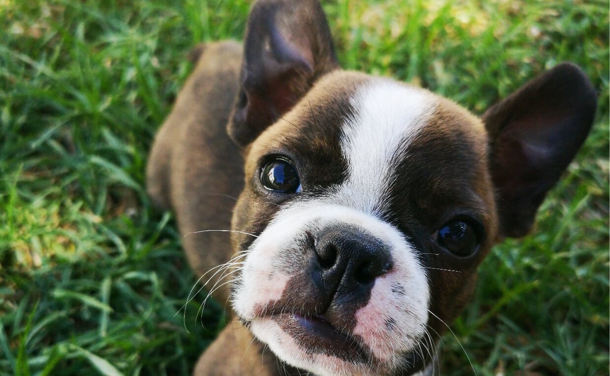 TICK-BORNE DISEASES pitbull puppy