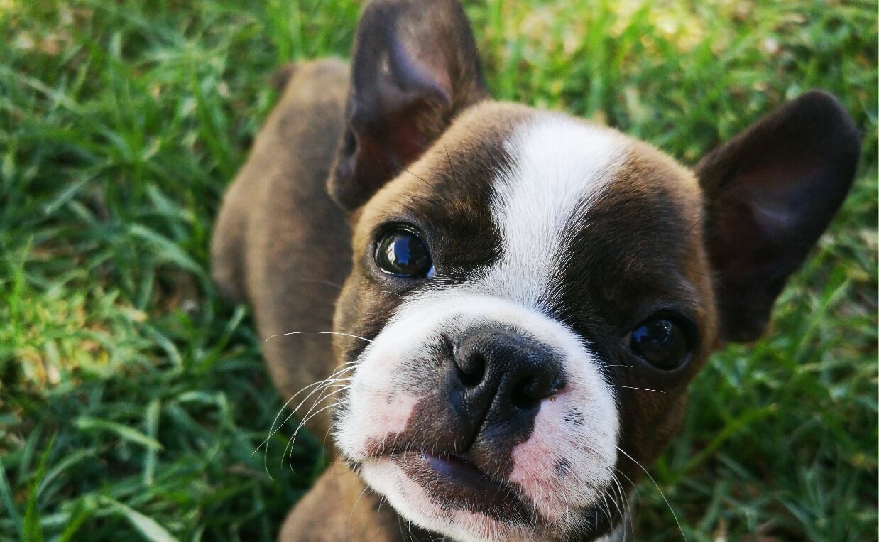 TICK-BORNE DISEASES pitbull puppy