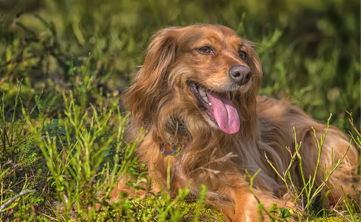 Tick-Borne Diseases in Dogs 