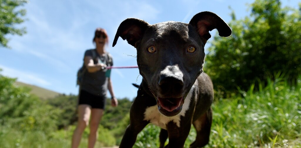 Is Hiking Good For Dogs