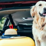 13 Tips for an Enjoyable Road Trip With Your Dog