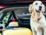 13 Tips for an Enjoyable Road Trip With Your Dog