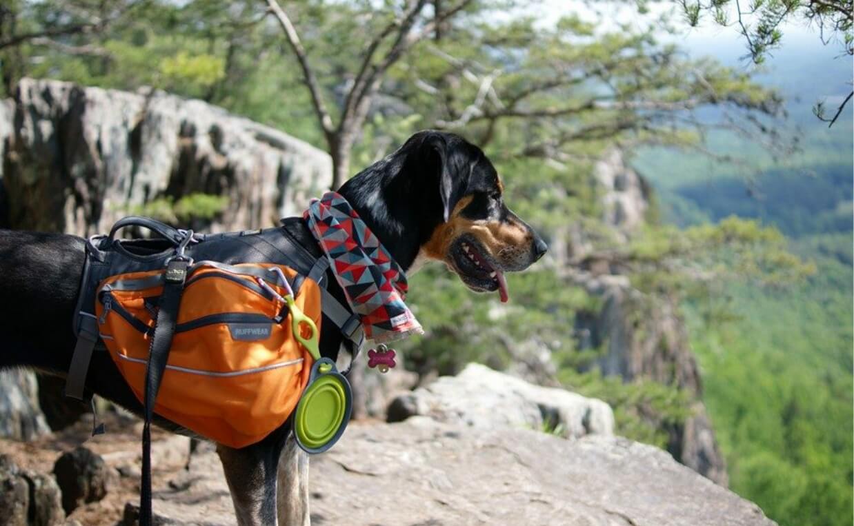 IS HIKING GOOD FOR DOGS brown and black dog with pack