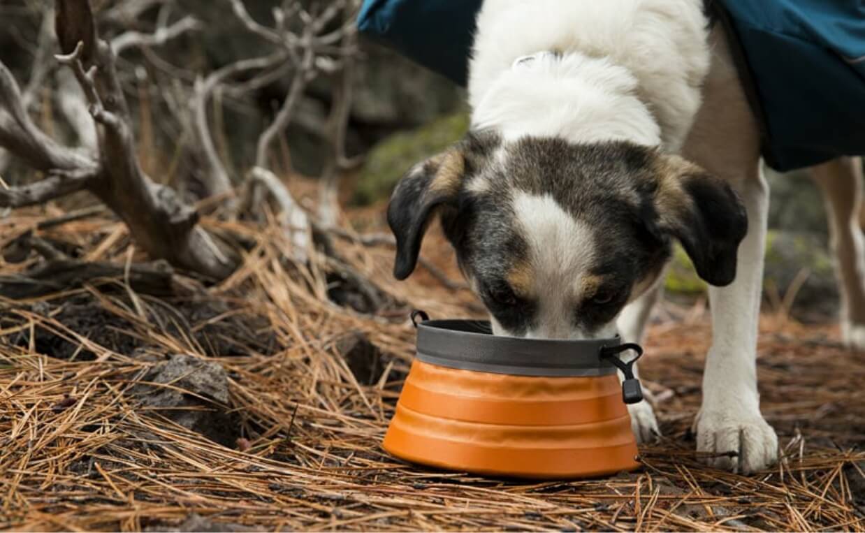 dog drinking out of collapsible bowl