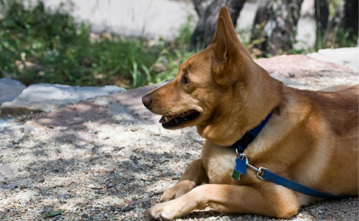 IS HIKING GOOD FOR DOGS - thick sable colored dog laying down in shade on hiking trail