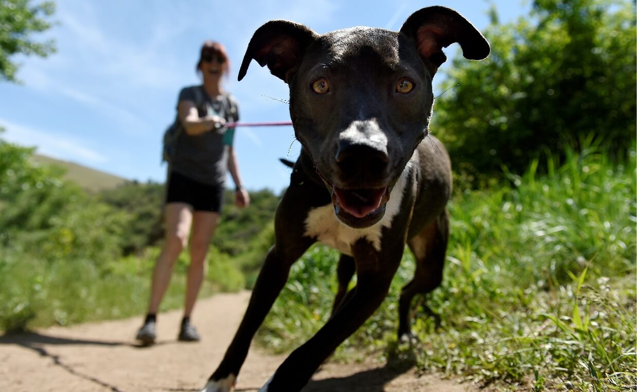 Is Hiking Good for Dogs