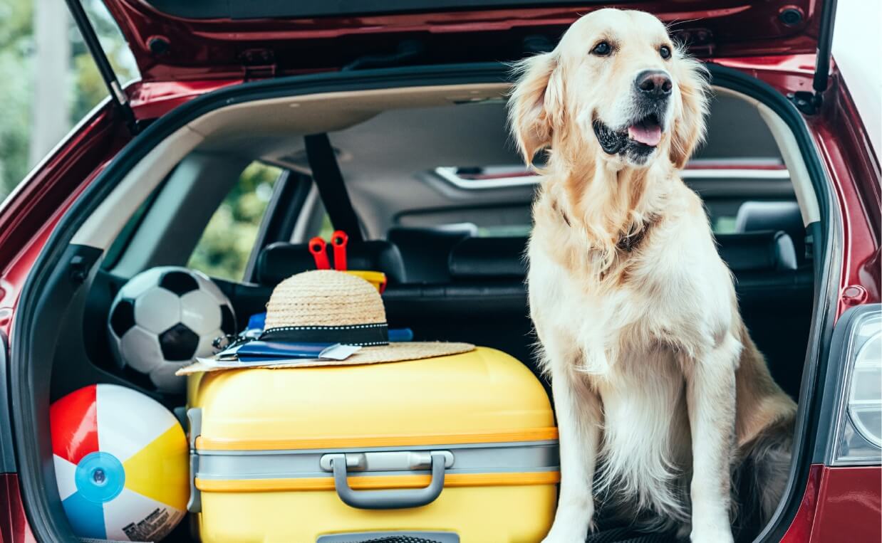 13 Tips for an Enjoyable Road Trip With Your Dog