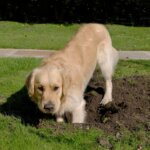 14 Solutions for Dogs Who Dig Under Fences