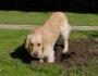 14 Solutions for Dogs Who Dig Under Fences