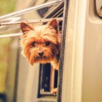 How to Choose the Best RV Pet Temperature Monitor to Keep Your Dog Safe