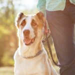 10 Tips to Train Your Dog to Walk on a Leash