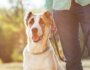 10 Tips to Train Your Dog to Walk on a Leash