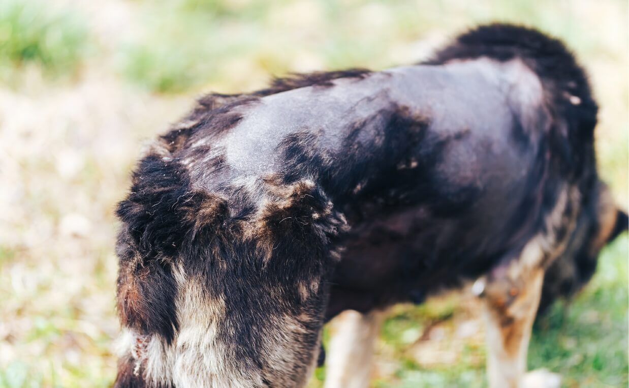 ALOPECIA IN DOGS BLACK DOG SIGNIFICANT HAIR LOSS