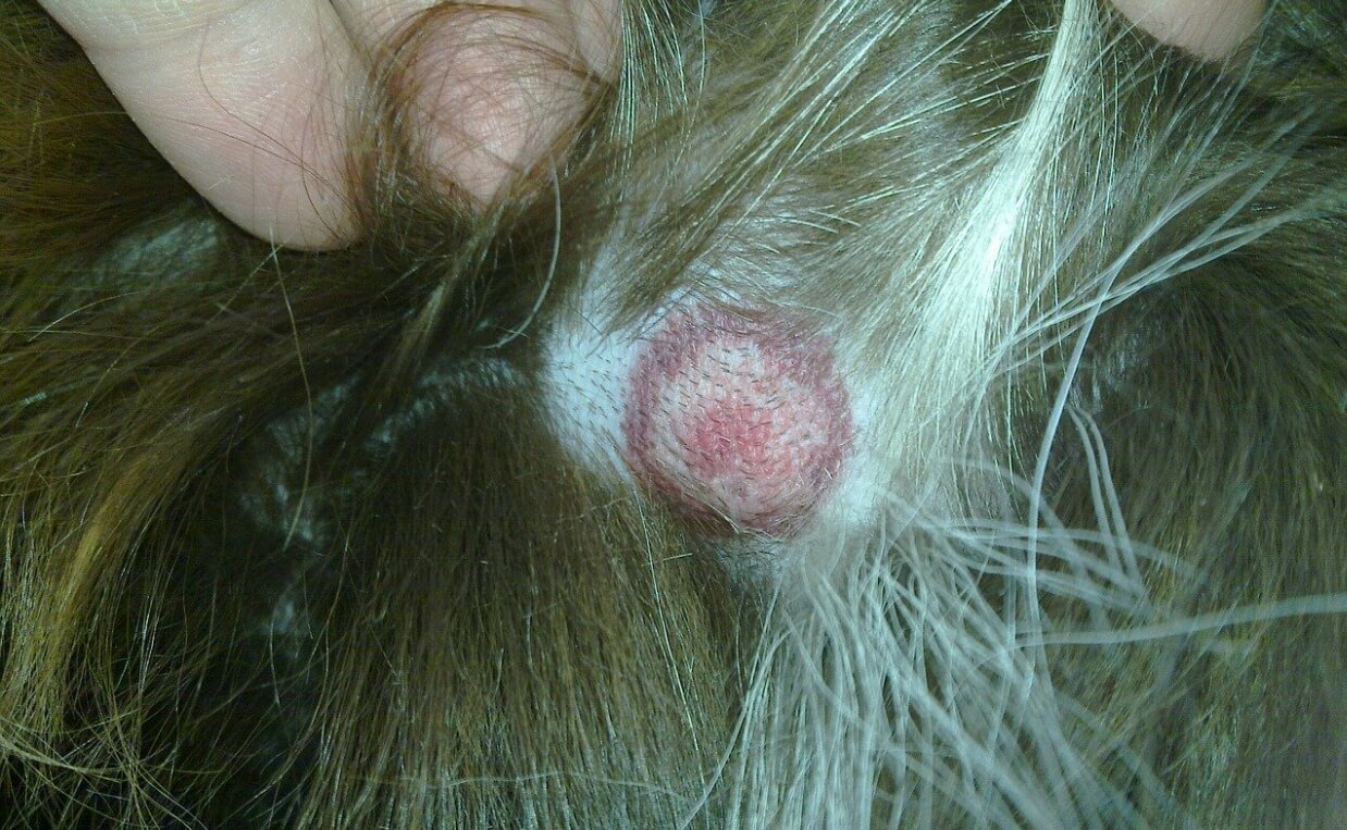  ALOPECIA IN DOGS RINGWORM SKIN INFECTION
