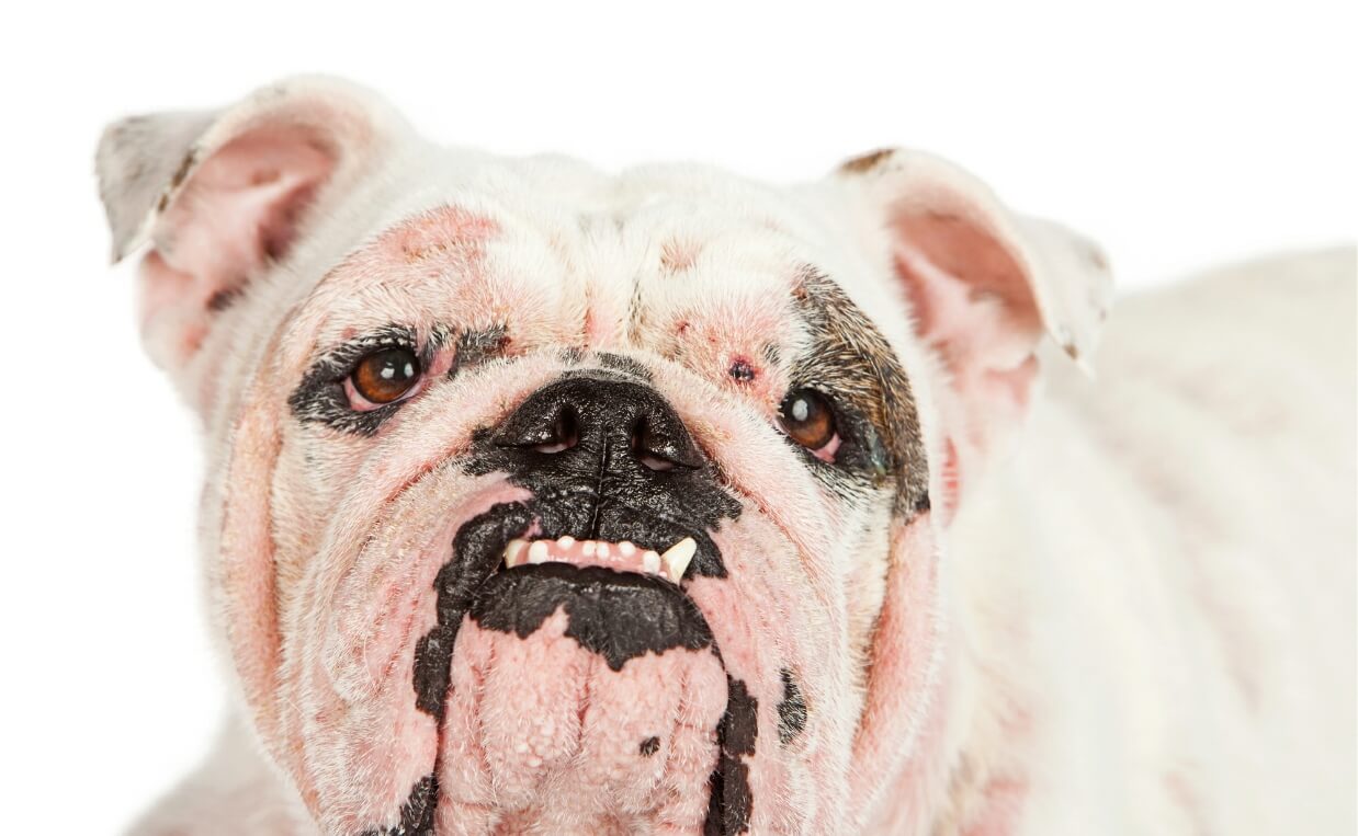 ALOPECIA IN DOGS WHITE AND BLACK OLDER BULLDOG