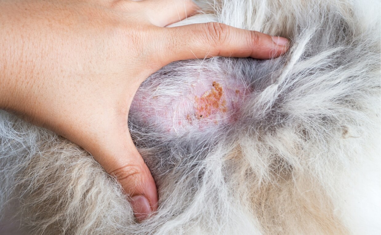ALOPECIA ON LONG HAIRED DOG RED SORES