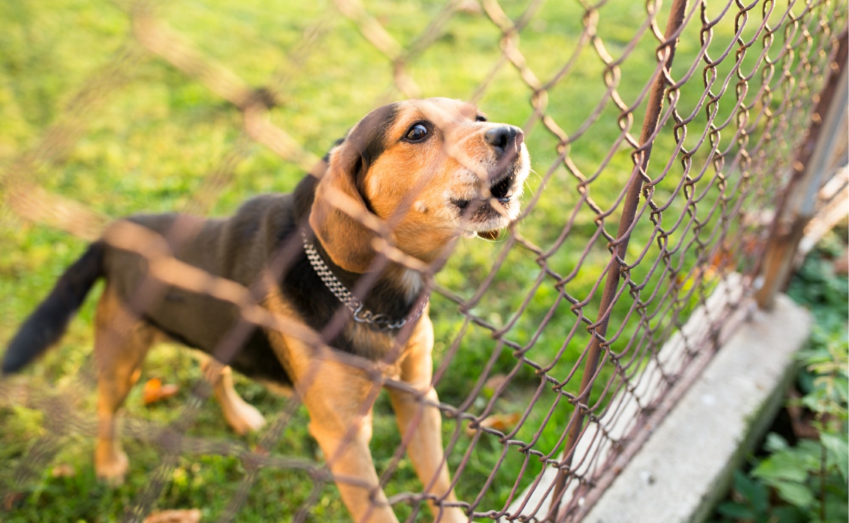 BLACK AND TAN DOG BARKING AT CHAIN LINK FENCE