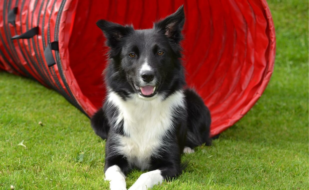 BRAIN EXERCISES dog agility course tunnel